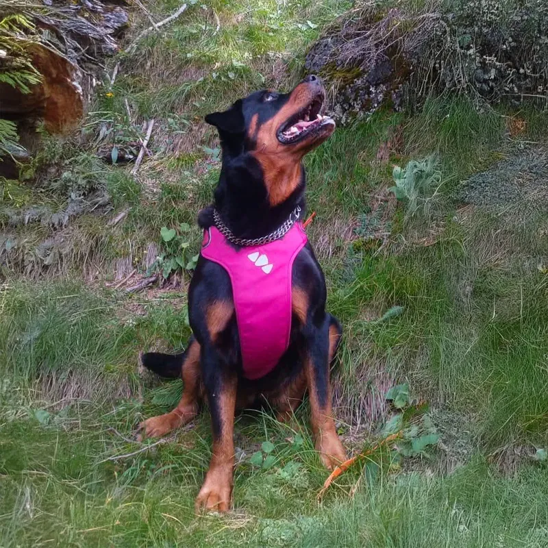 Eva, rottweiler